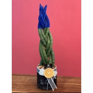 Örgülü Sansevieria Mavi Renk ( Büyük Boy 50cm)